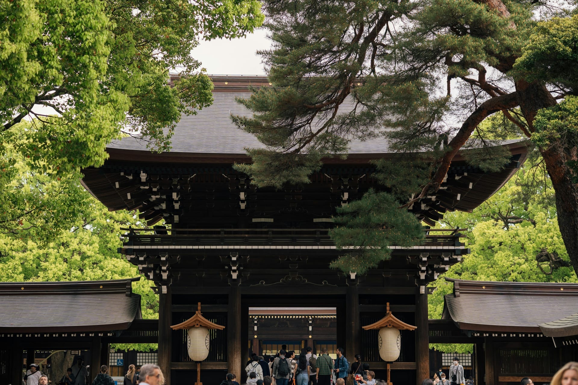 The main shrine building at Meiji Shrine framed by lush green trees with white lanterns hanging at the entrance
